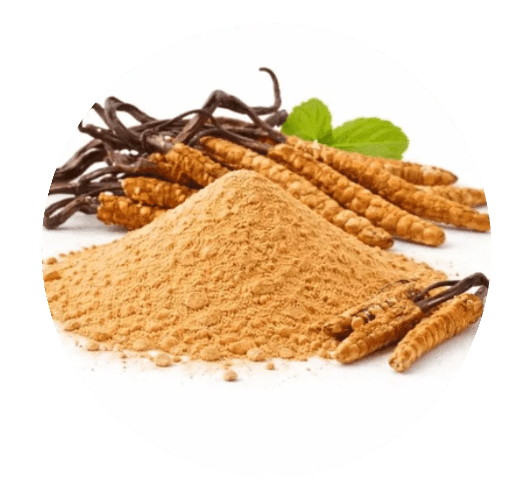 Cordyceps