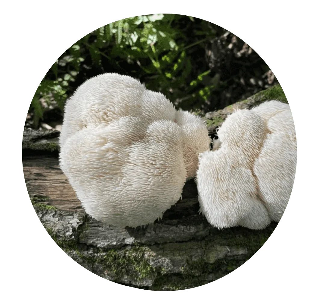 Lion's Mane