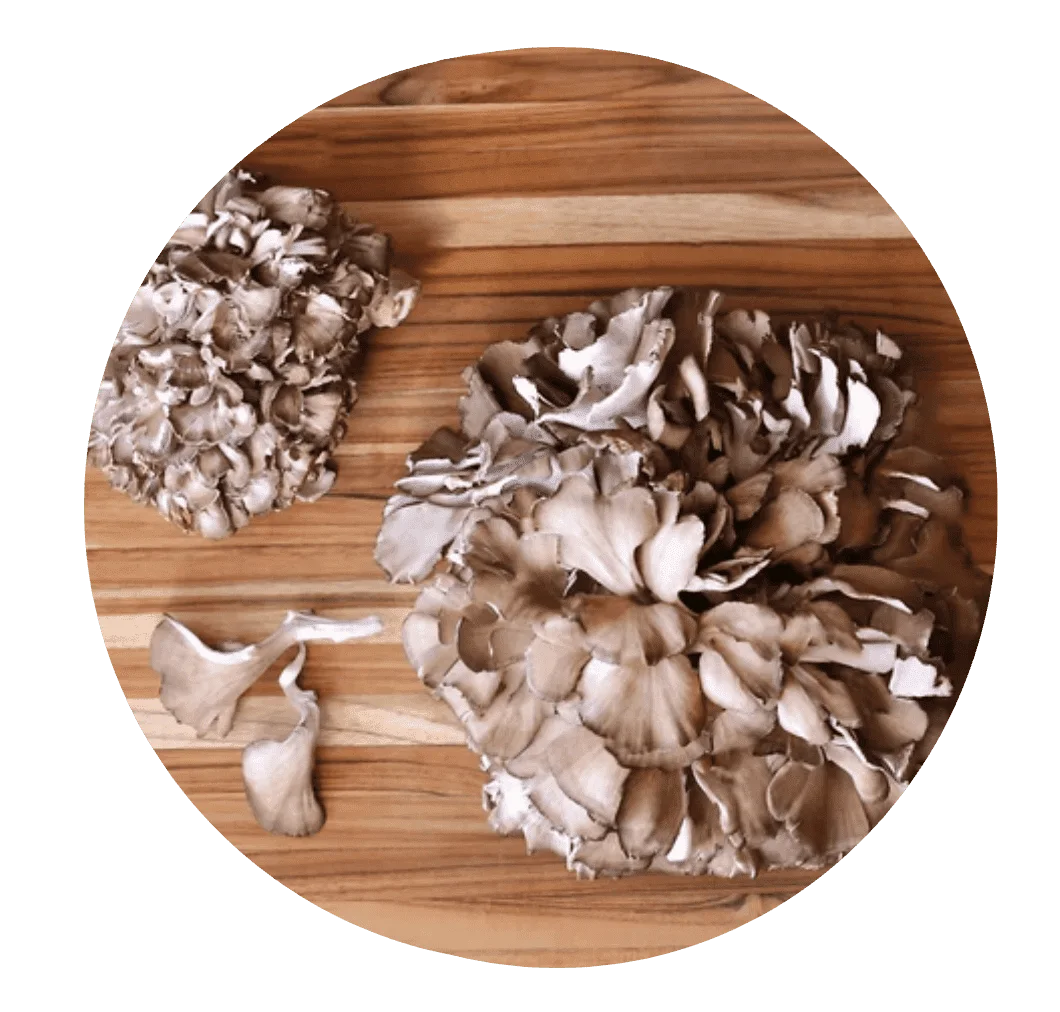Maitake