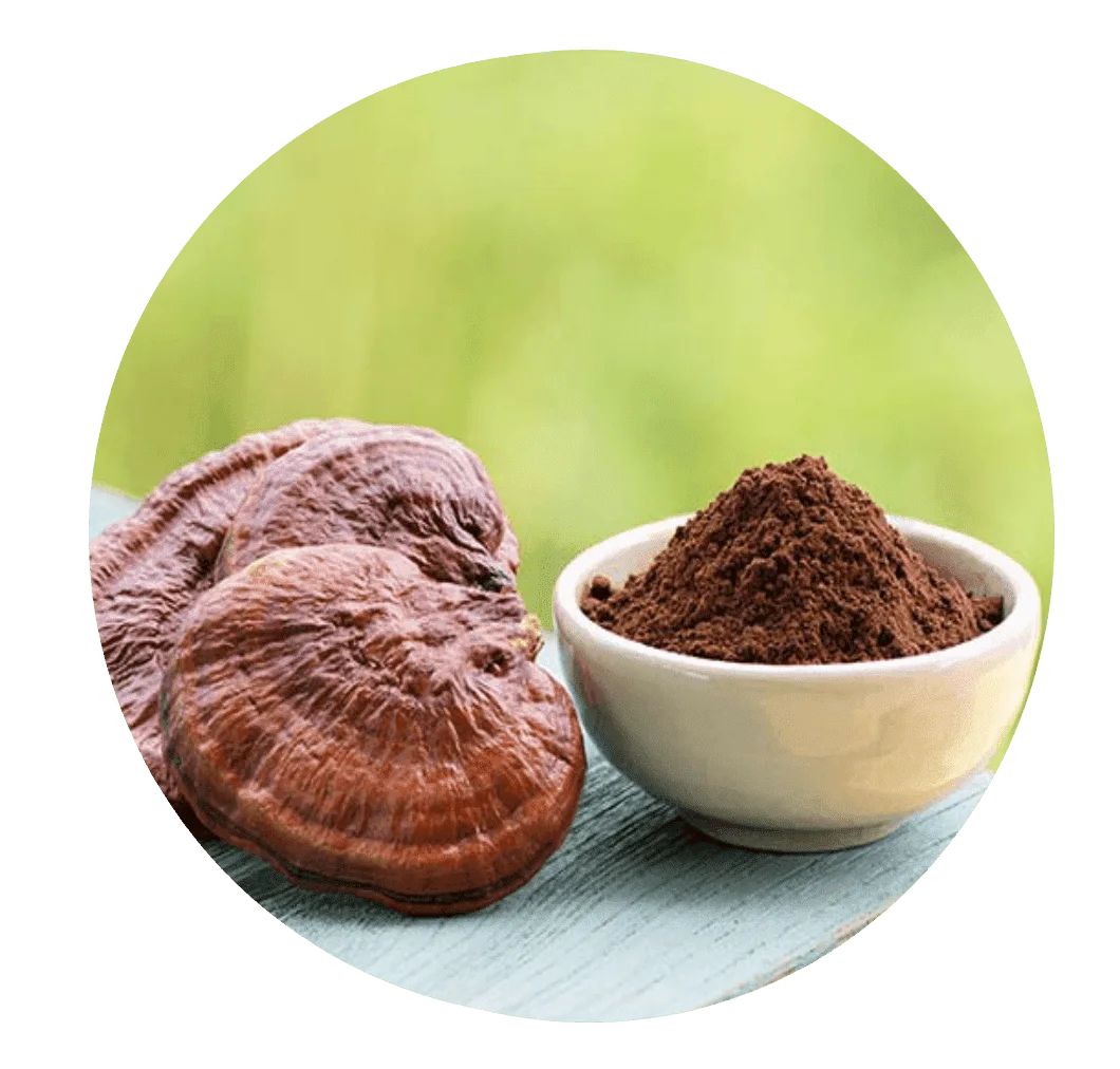 Reishi